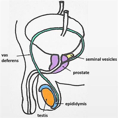 Frontiers Oxytocin in the Male Reproductive Tract The